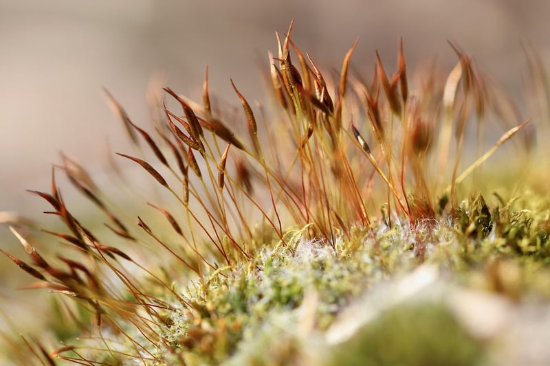 Mossy Table Centerpieces